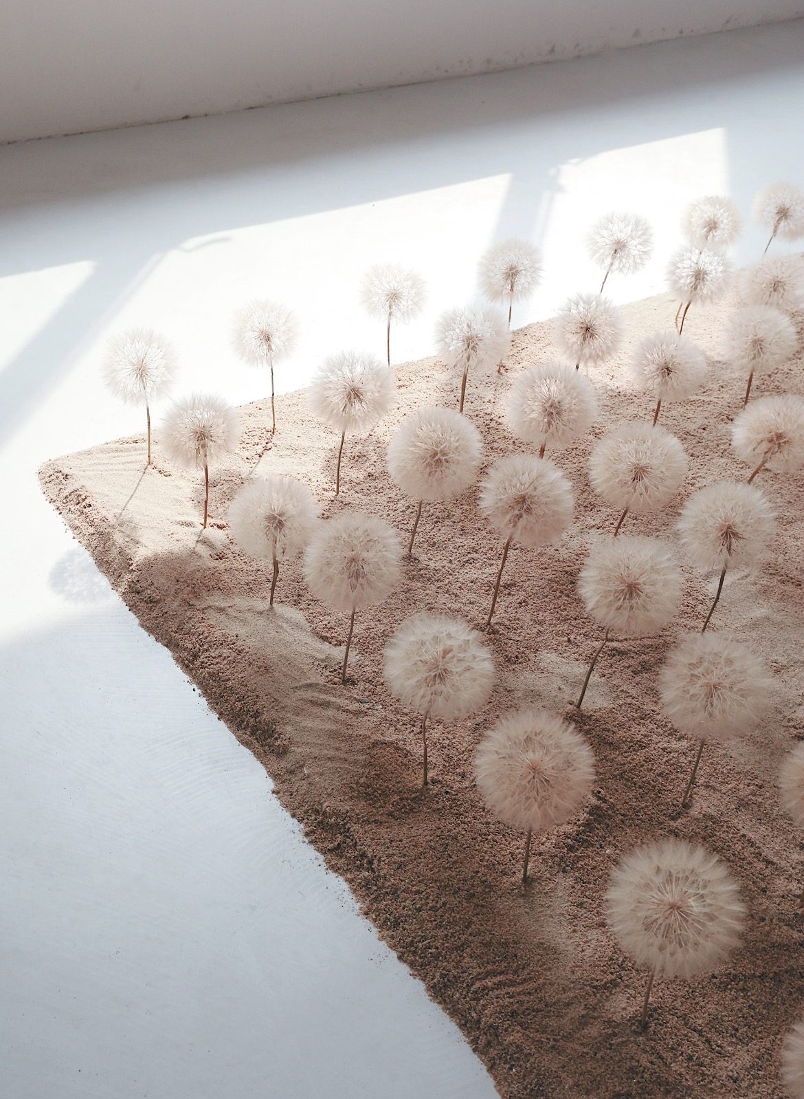 蒲公英装置现场 Dandelion installation view